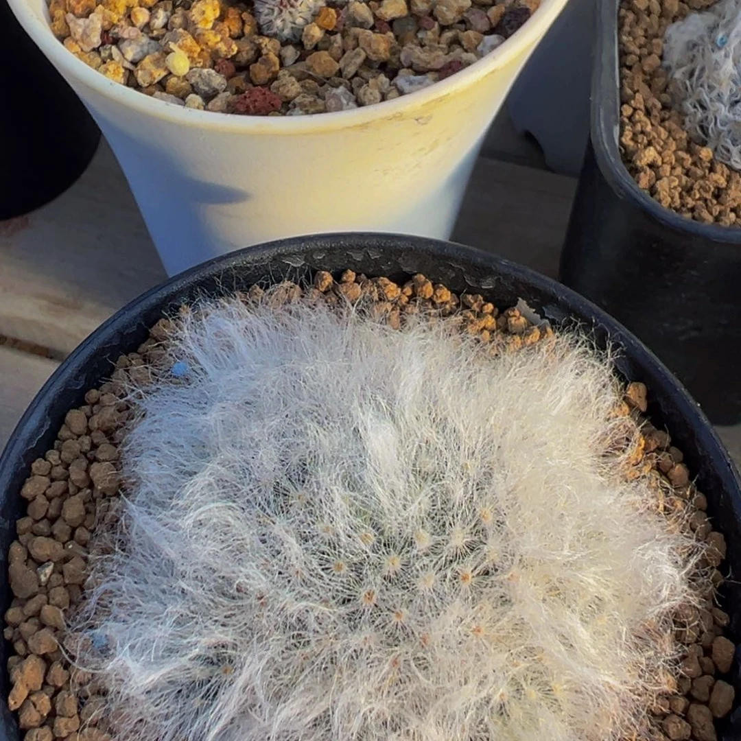 中刺白云高砂多肉植物带盆土
