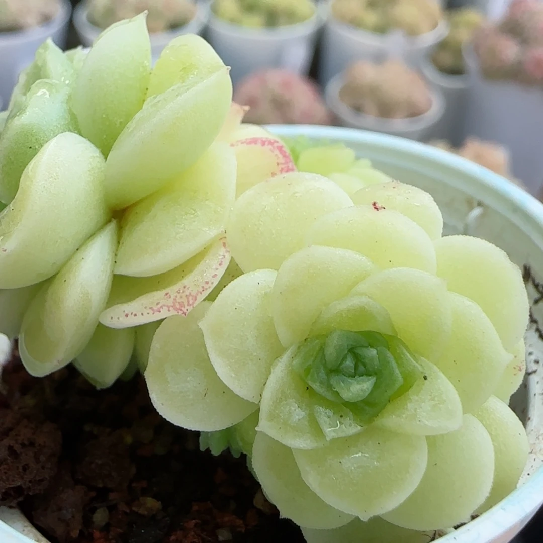 维*【闪购商品】0305-16（m1-551）