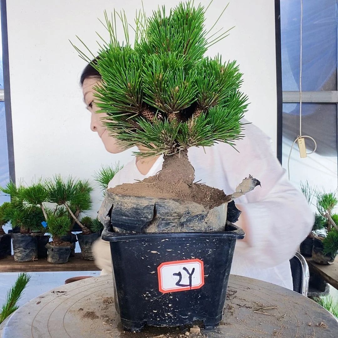 无花朵植物形态多年生草本