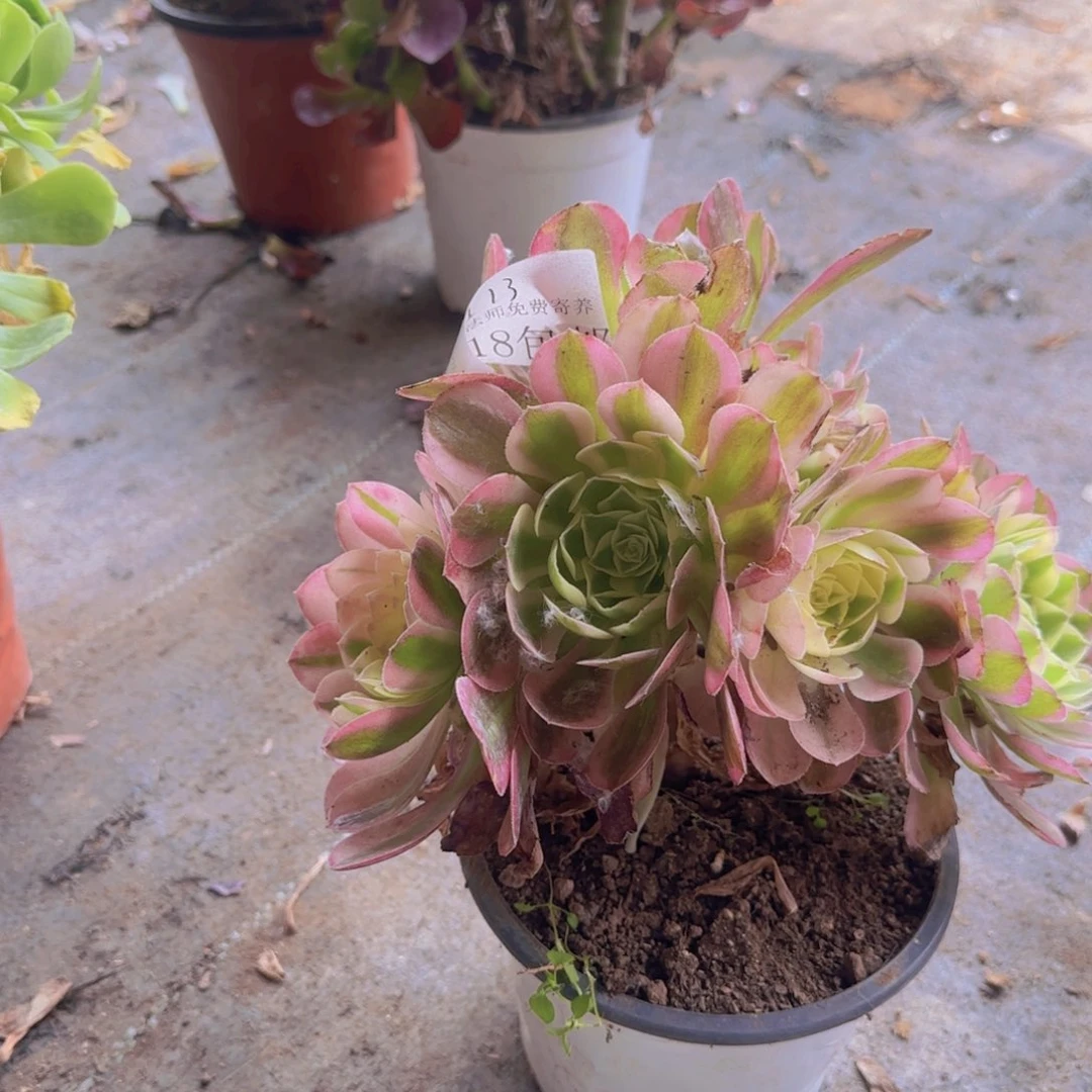 113号。 啥啥。  啥。