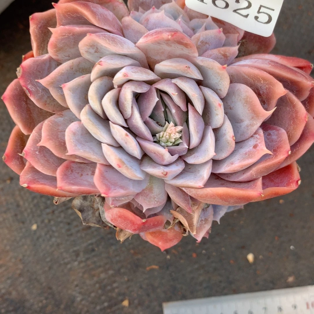 4625杂交精品基地10厘米