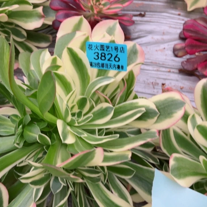白凤3826多肉植物