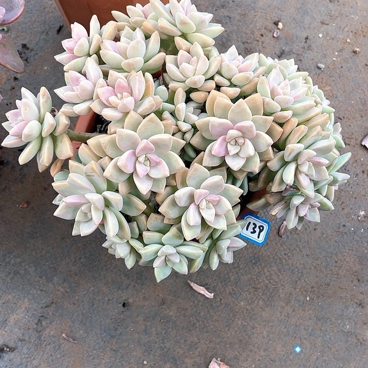 139淡雪缀 一物一拍多肉