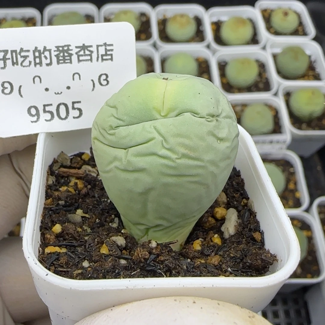 9505。特价鸽子蛋。2.4厘米。