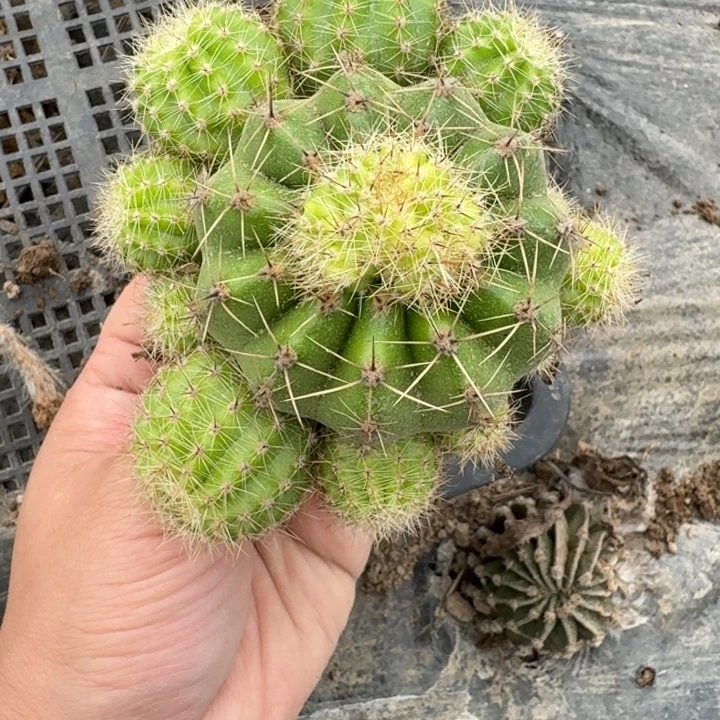 316彩草根脱土发货掉侧牙无售后