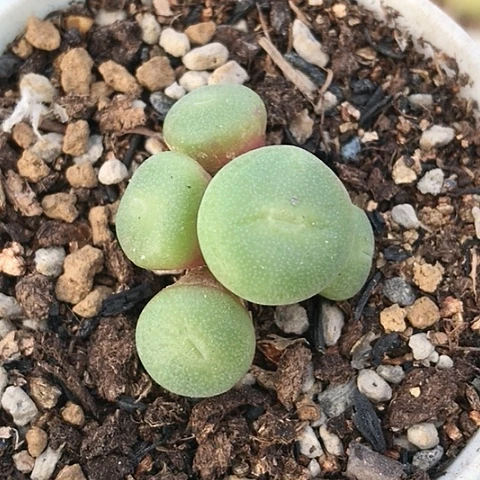 多肉肉锥 紫花毛饼