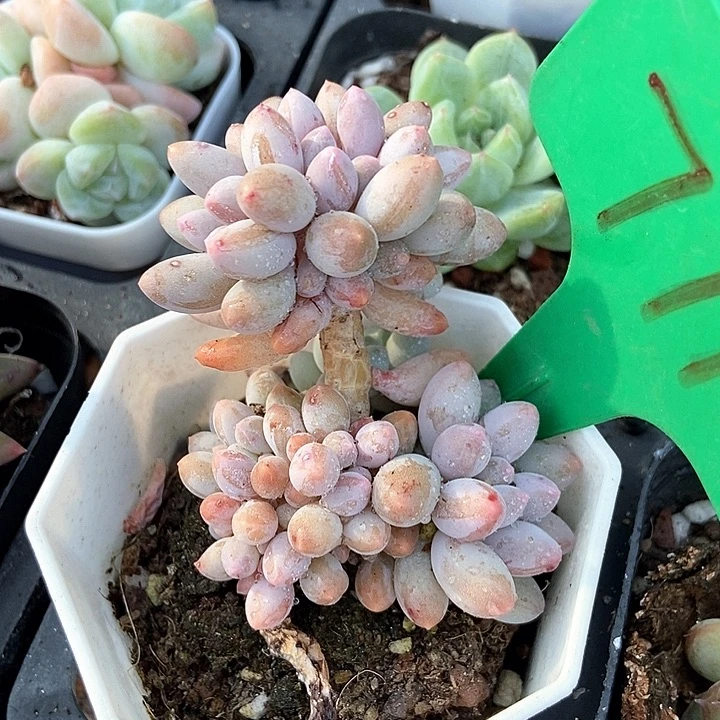 多肉植物手指771