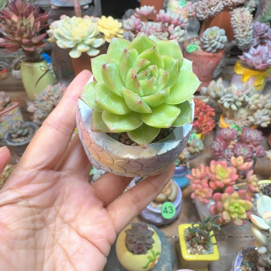 青翠珍妮 多肉含盆土 一物一拍