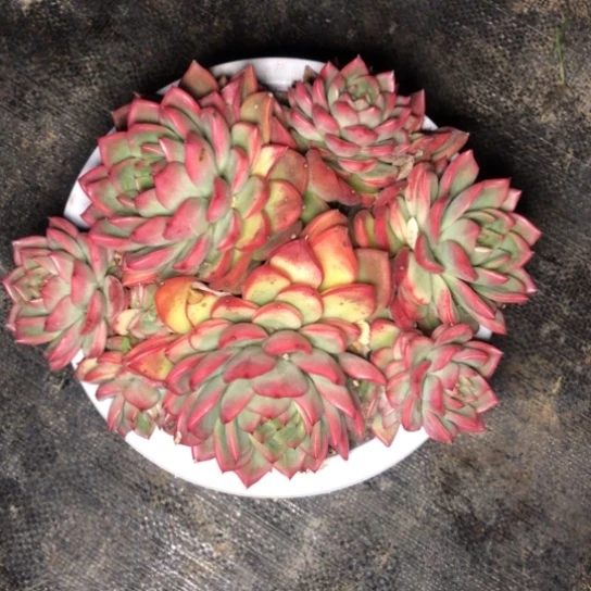 多肉植物弗洛瑞安娜