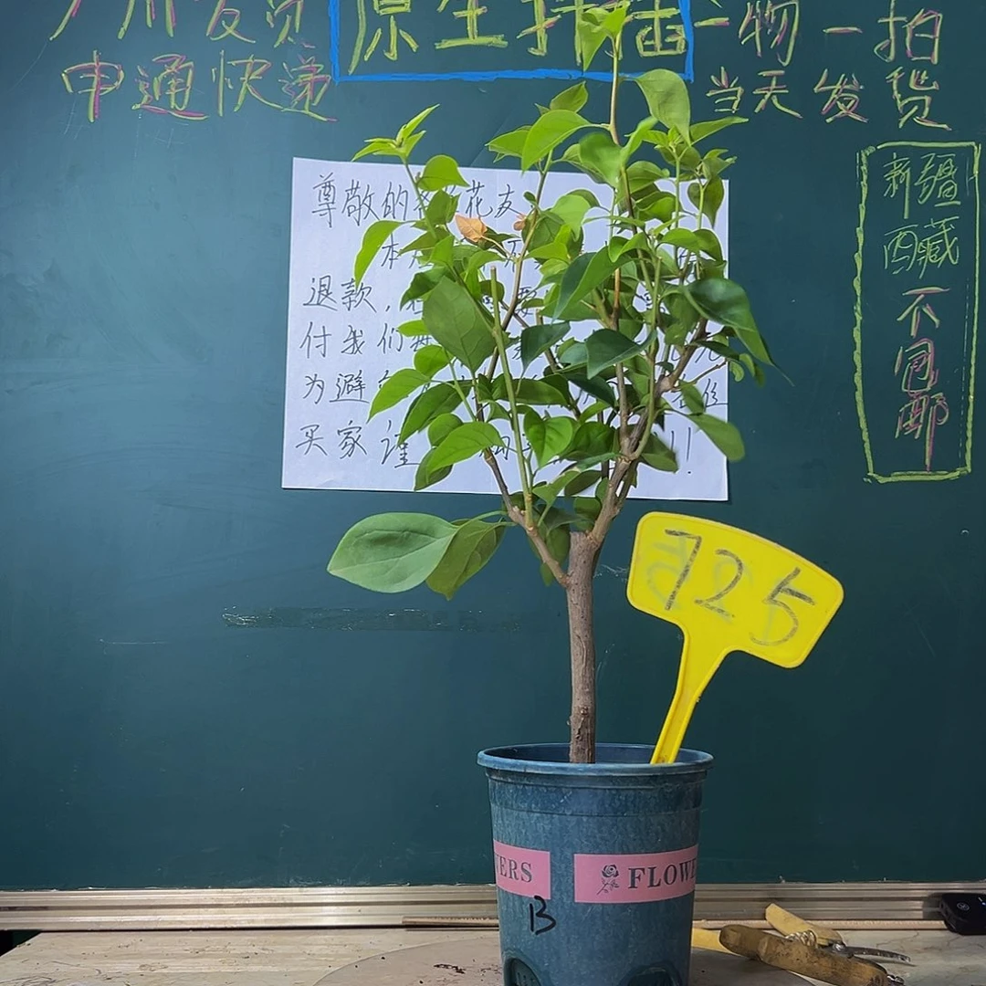 当前无花栽培后可以开花波伊斯玫瑰 725