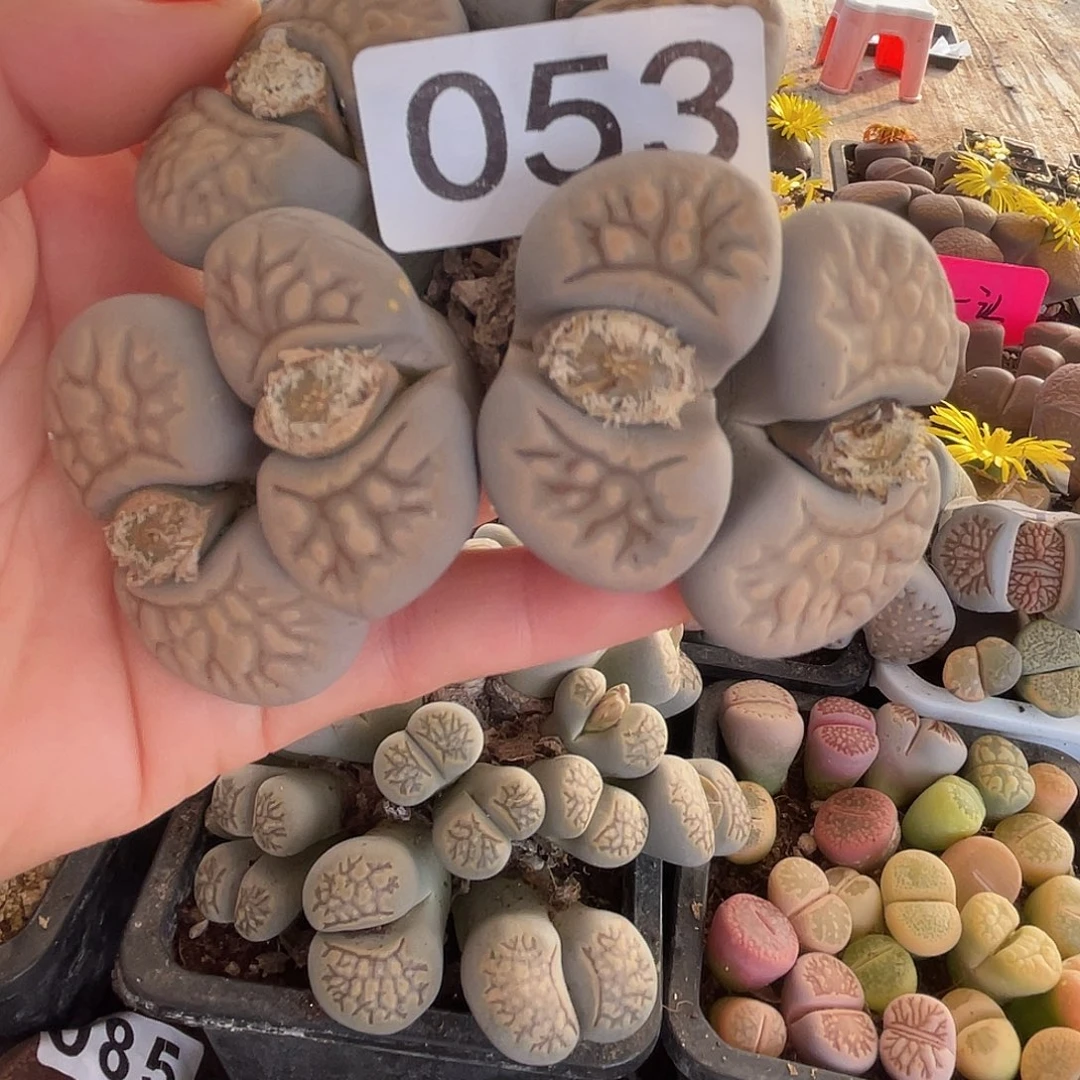 生石花一颗6头053