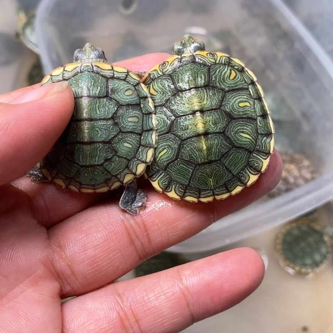 绿毛龟母两个凡高苗子