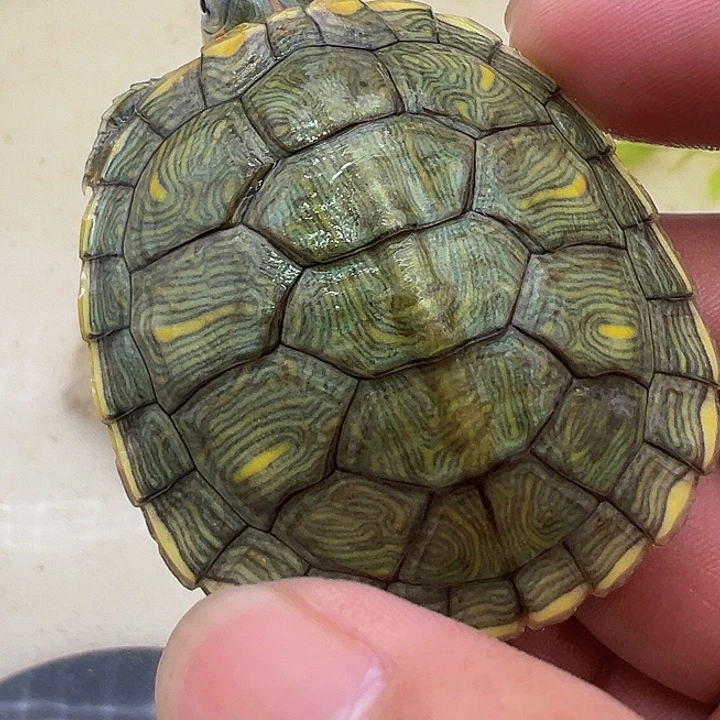 绿毛龟母巴1111111