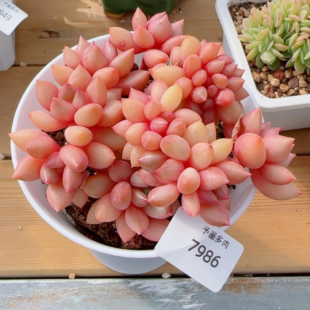 桃花源小树缀，7986多肉植物