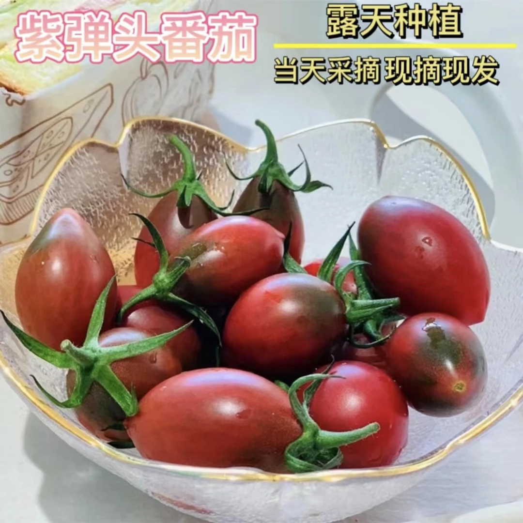 自然熟更安心露天子弹头小番茄圣女果铁皮西红柿正宗新鲜酸甜多汁