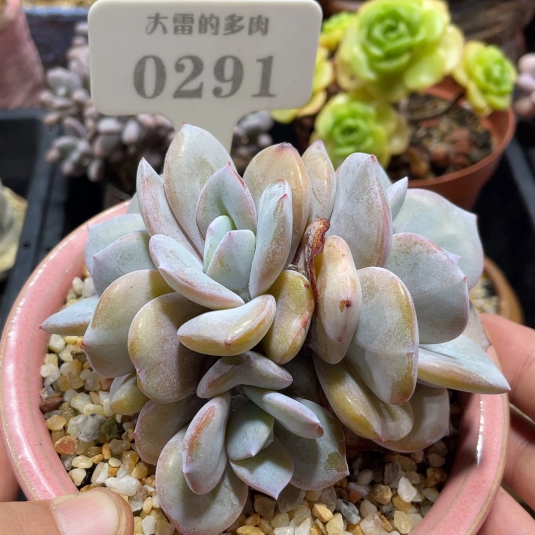 0291奶茶不带盆10厘米