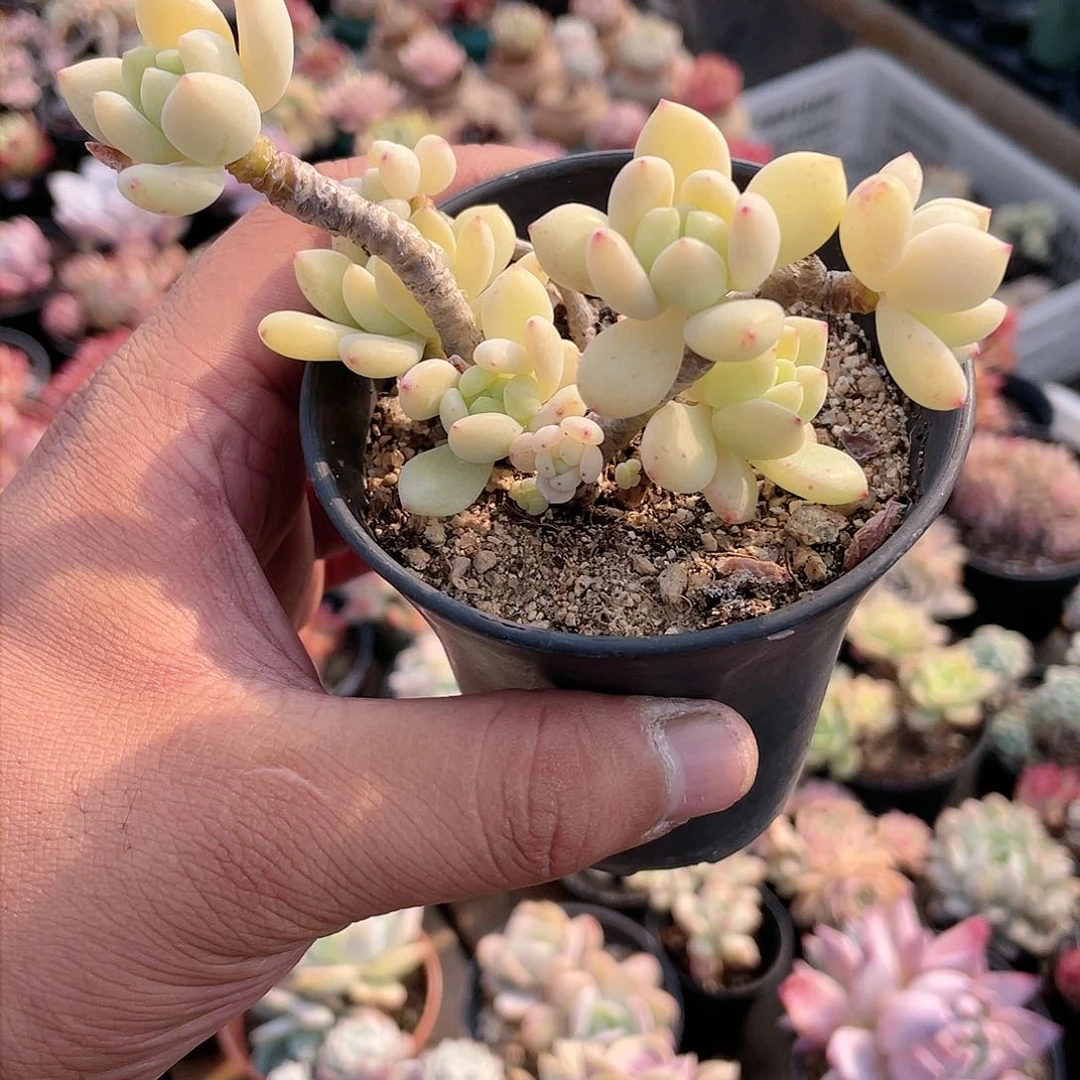 紫***?1216  凝脂莲  六月六