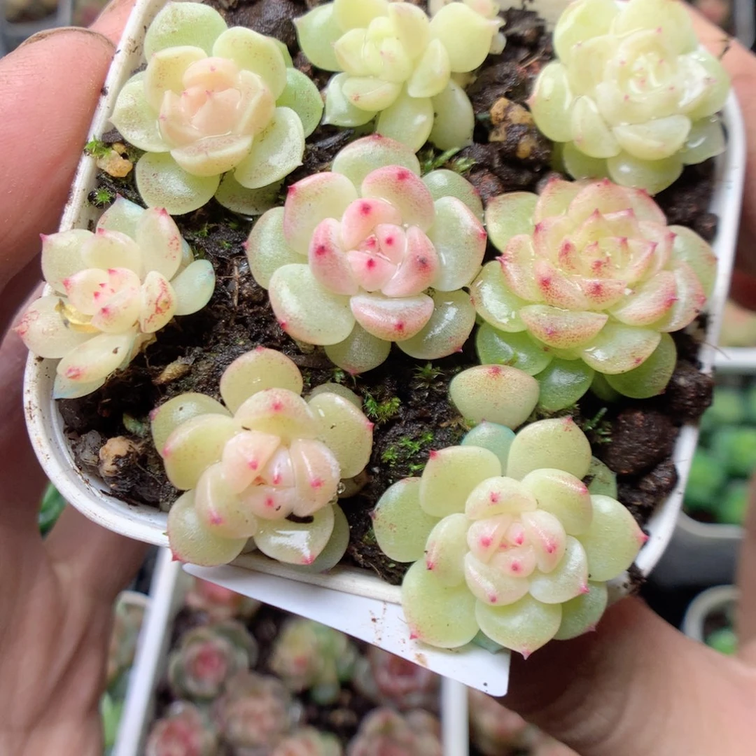 无花朵Q43。yyyyyyyy