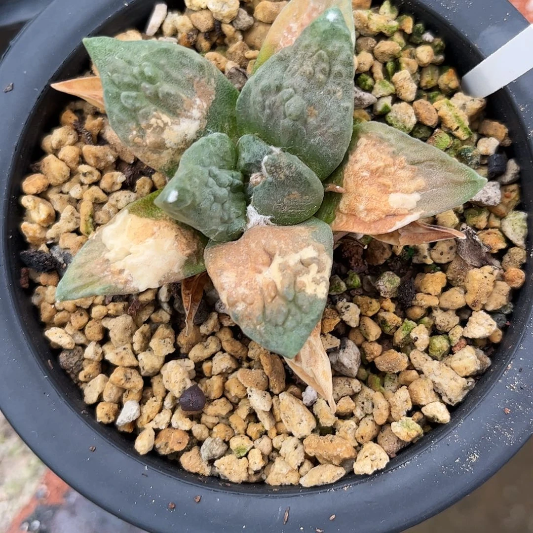 秋***叶2号实生战损怒涛牡丹1111