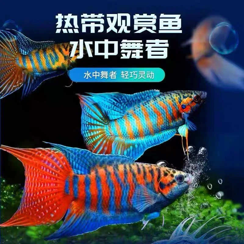 （5-7公分8条）中国斗鱼活体活鱼冷水普叉不打氧菩萨花手巾热