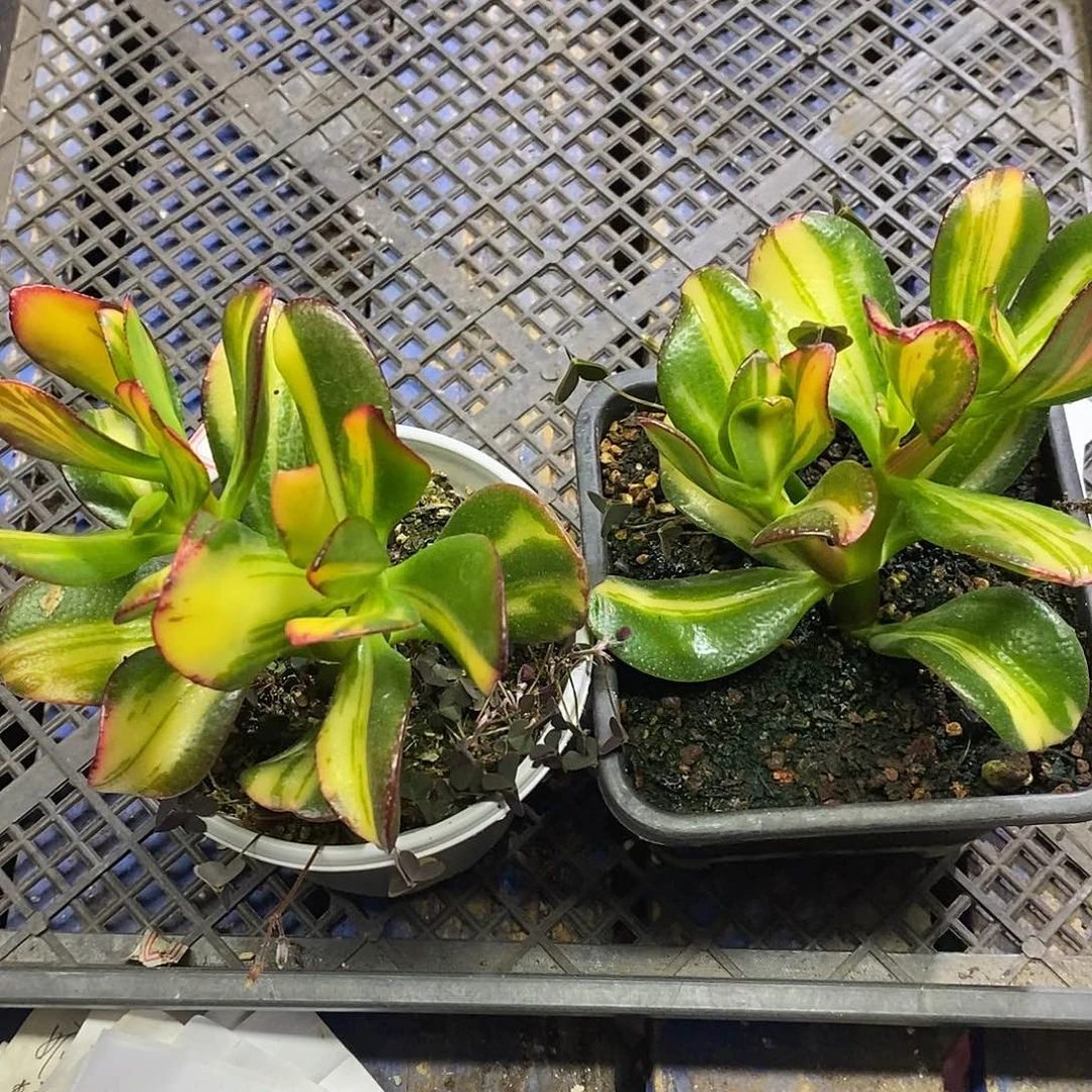 吉*0590七彩蝶锦两颗多肉