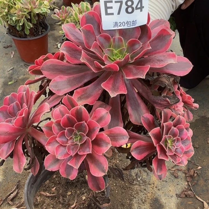 瑞妈多肉植物，784美杜莎