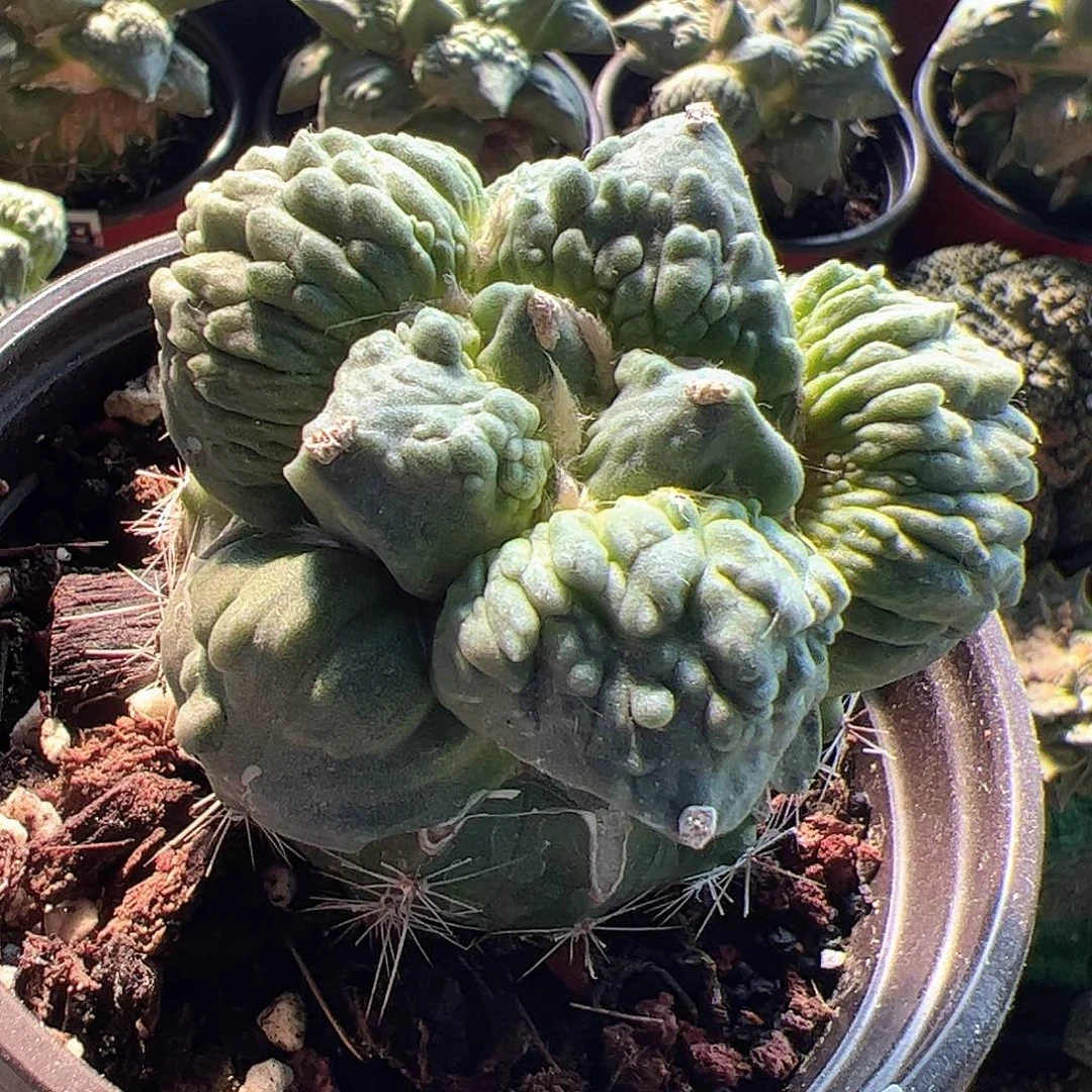 无花朵福利大尤瘤尤怒涛903