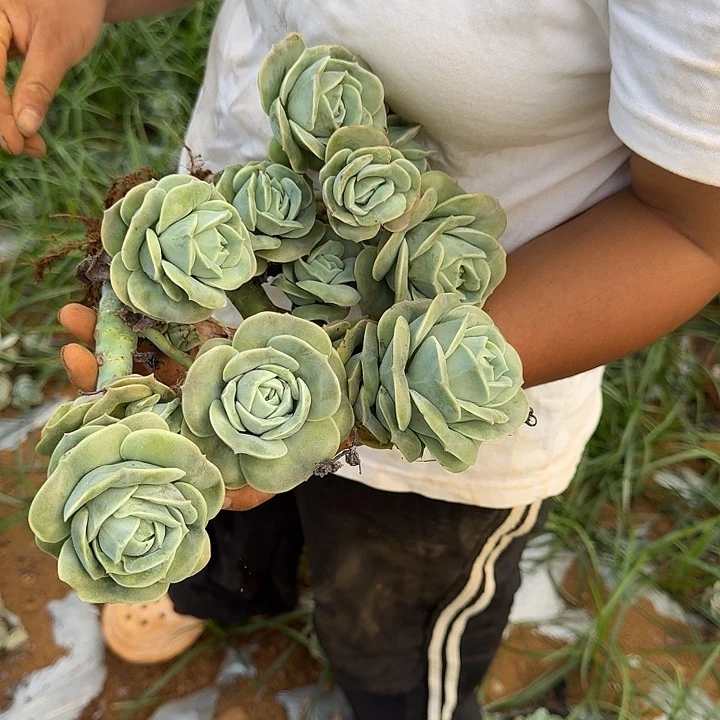 蹦***妈可爱玫瑰 一颗 不包损68号