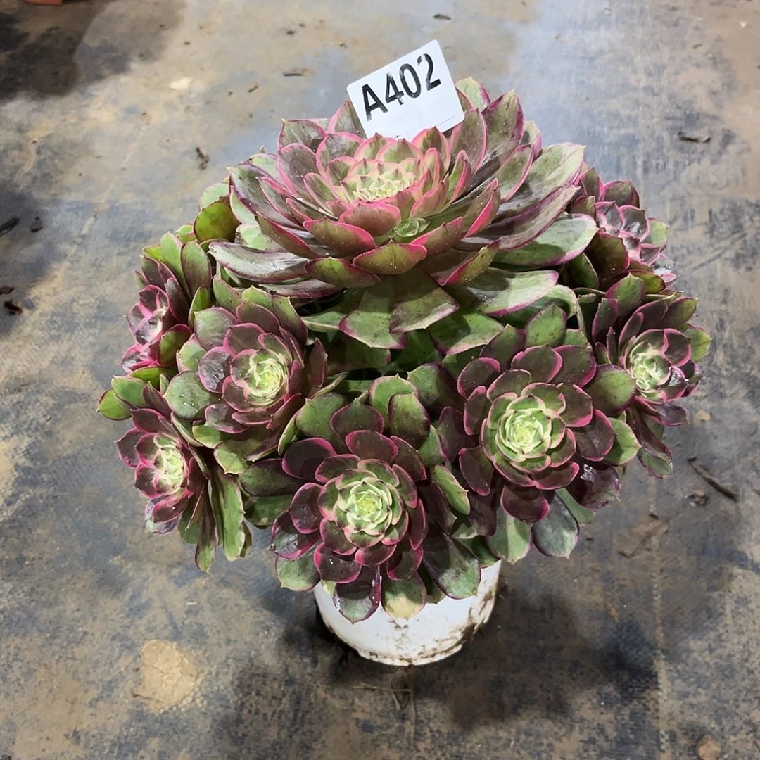 *****多肉植物粉花妖402多肉