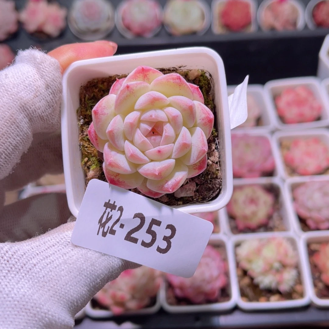 花02-253白桃汽水