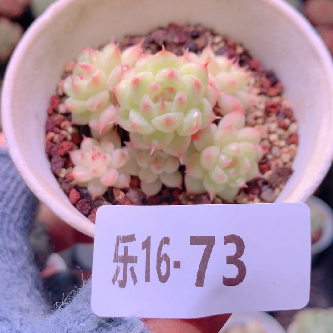 乐然16-73 海王群 不包整