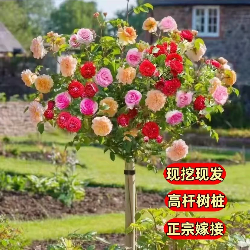 【多色棒棒糖月季】嫁接树桩高杆花大棒棒糖月季庭院盆栽四季浓香