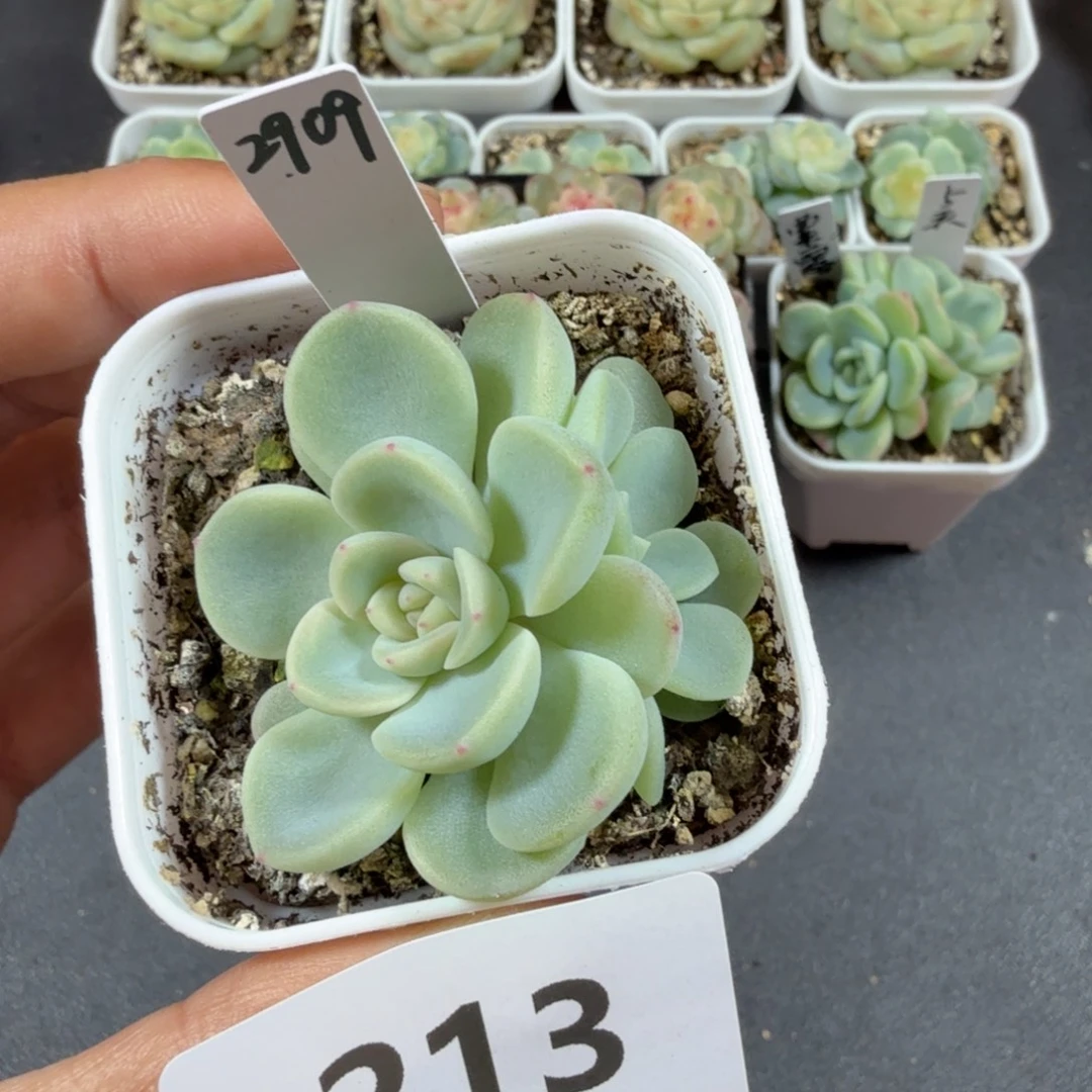 甜心2909帕帕拉恰双头213