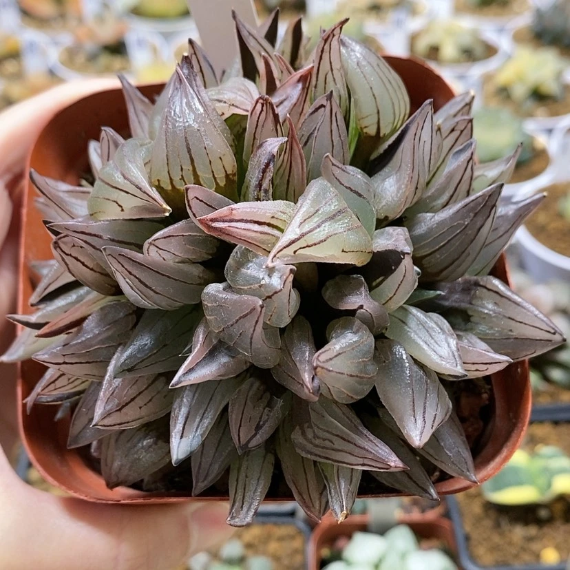 【闪购商品】75群生西瓜
