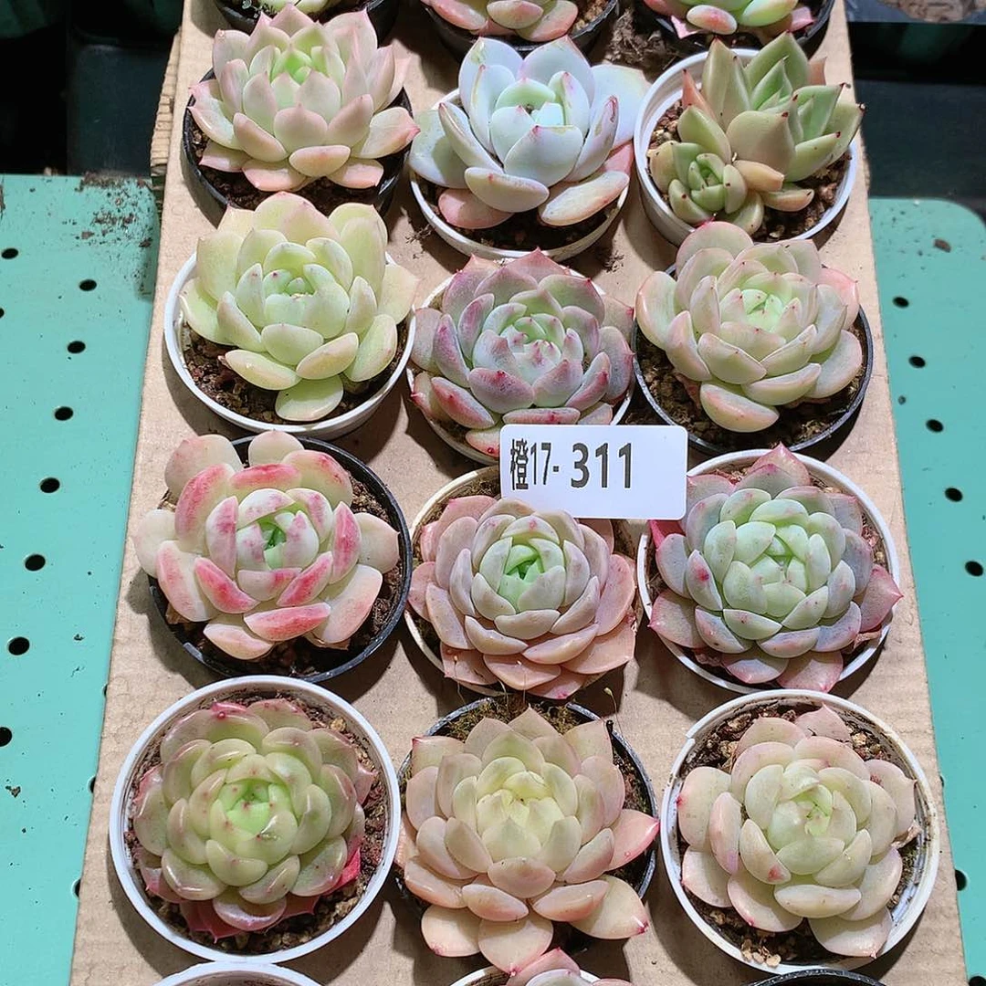 17-311一物一拍带盆18颗