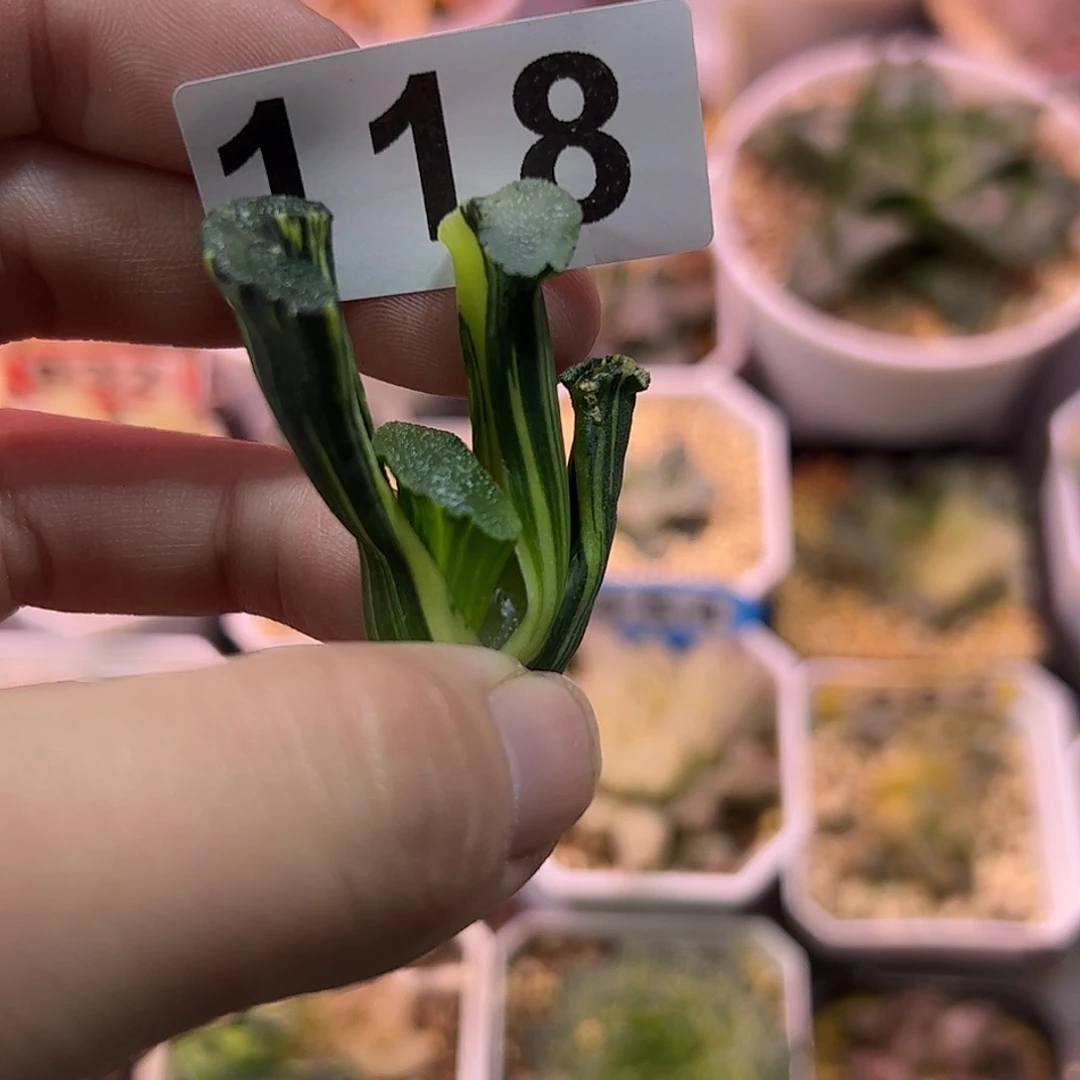 大海原锦十二卷多肉植物满