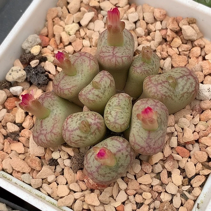 精品多肉植物精品多肉杂交