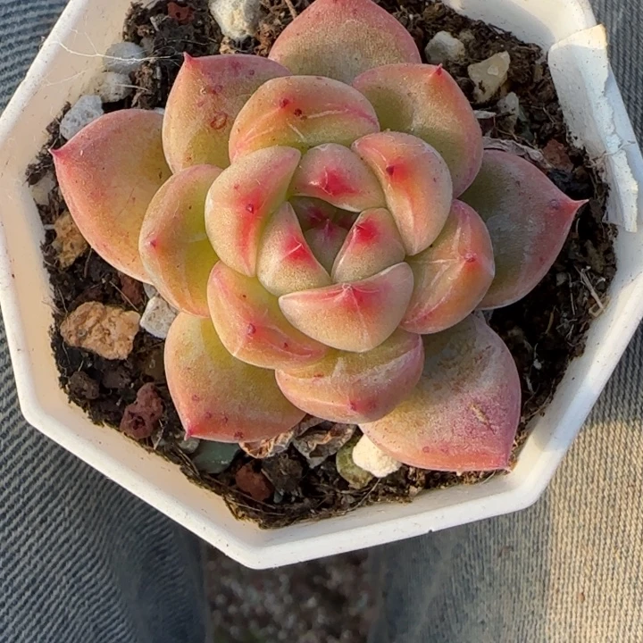 小卡拉米糖心一物一拍