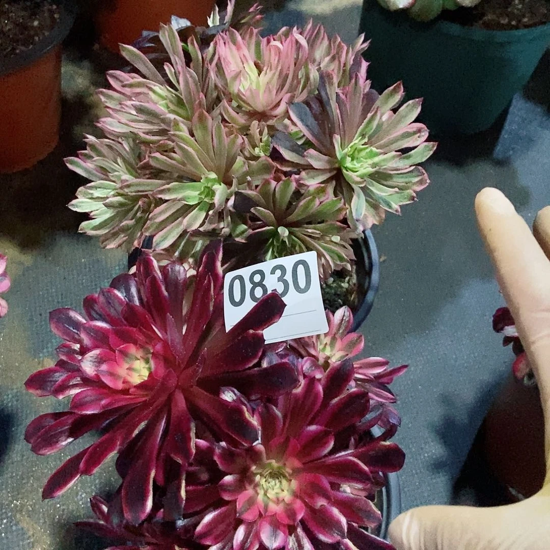 红陶0830黑铜白皱叶仙4多肉