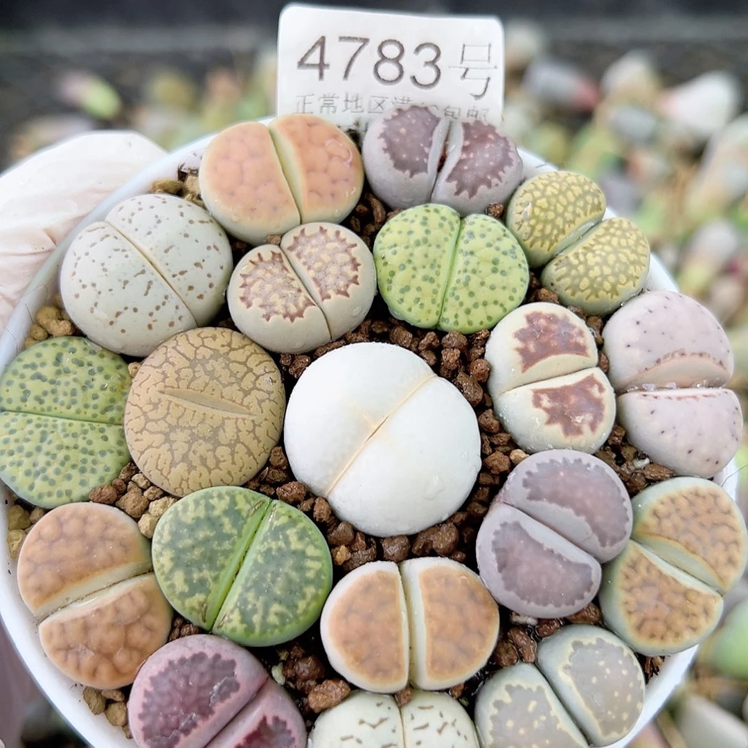 4783 好养易活生石花大母本9cm盆
