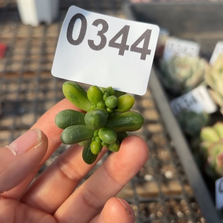 多肉植物头盖锦满18包邮当场凑单