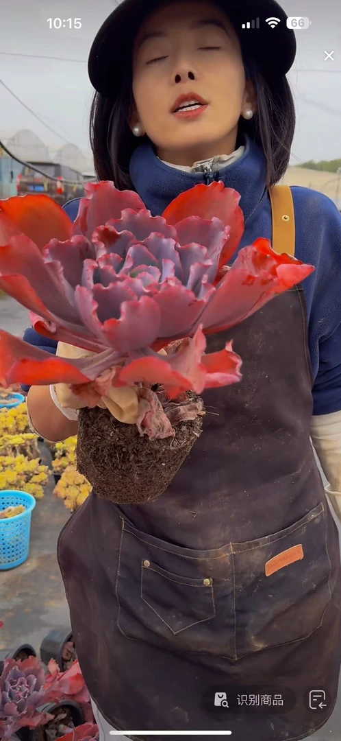 云漫多肉蓝玫瑰包菜    多肉植物 新手好养