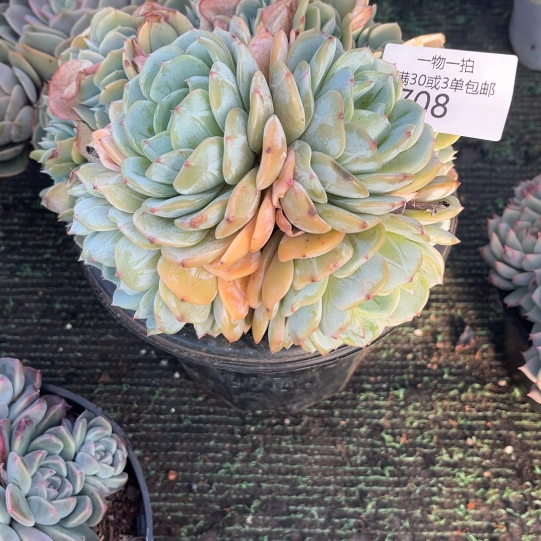 708劳林多肉植物……