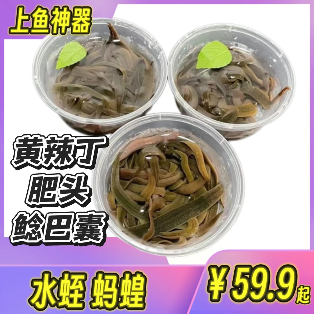 【蚂蟥】蚂蟥水蛭吸血蚂蟥钓鱼活饵