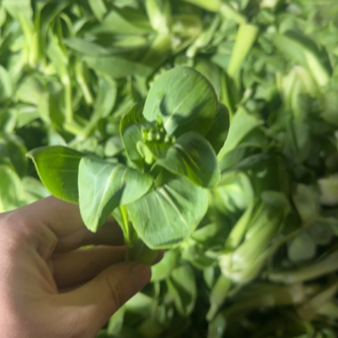 新鲜霜冻河南青菜苔 嫩菜心青菜菜芯 现摘青菜菜苔