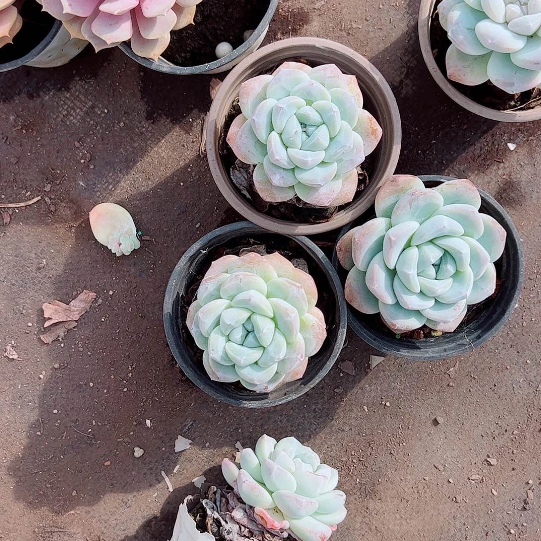 冰玉，玉蝴蝶三盆9cm