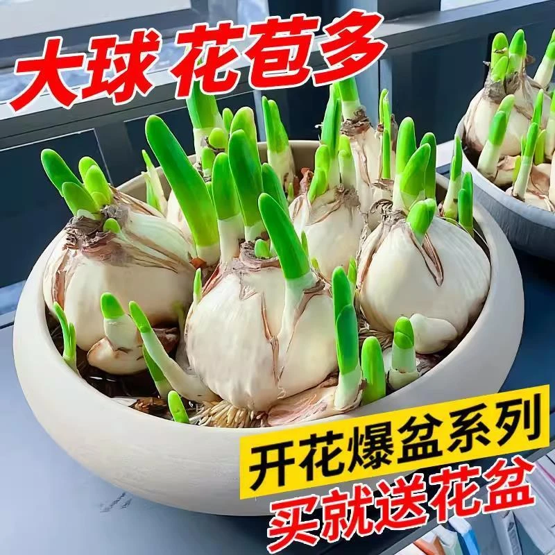 水仙花种球盆栽水培室内四季水养花卉洋水仙植物郁金香秋冬季开花