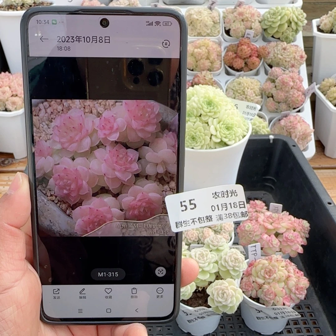 童*的【闪购商品】0118-55（m1-315）