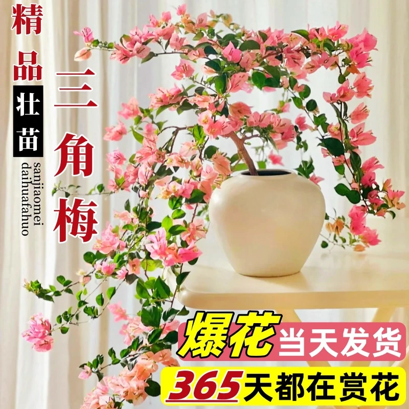 三角梅米罗盆栽花卉室内带花苞发货带花大号适合植物阳台庭院种植