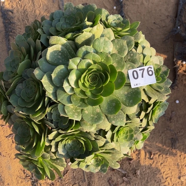 可****?万圣节多肉植物076